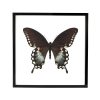 Vlinder Papilio