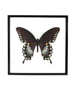 Vlinder Papilio