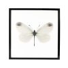 Vlinder Leptidea in lijst