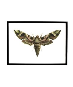 Vlinder Daphnis in lijst