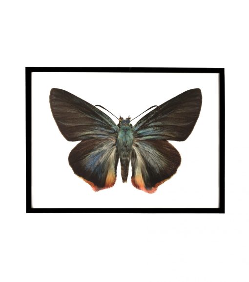 Vlinder Choaspes